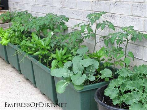 Container Gardening Tips