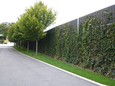 Hedging Plants for Privacy and Aesthetics