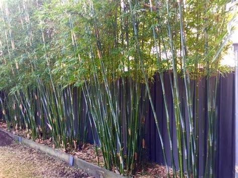 Weaver’s Bamboo Privacy Screen