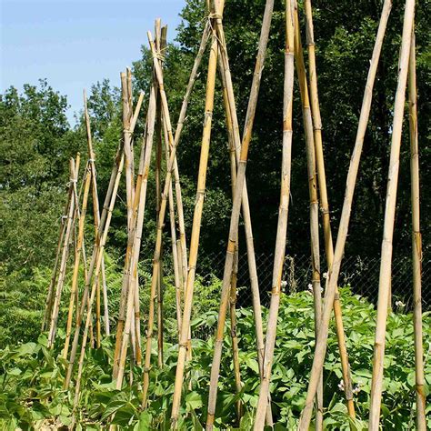 Bamboo Garden Canes
