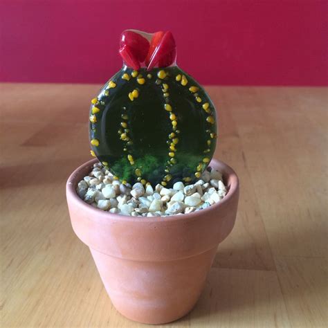 Cactus Pot Selection