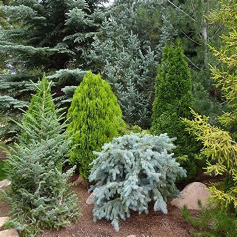 Garden Planters and Conifer Plants
