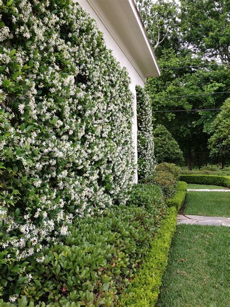 Enhancing Your Garden with Star Jasmine and Versatile Planters
