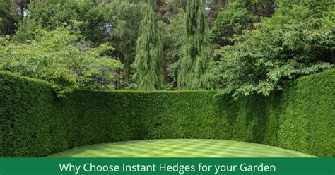 Instant Hedging and Screening Options