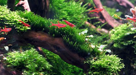 Moss Stick for Plants