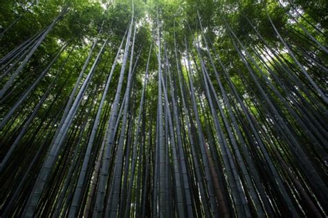 Bamboo Screening in Garden