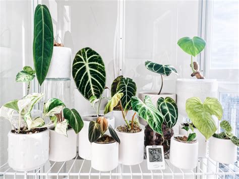 Stylish Plant Stands and Greenhouse Cabinets