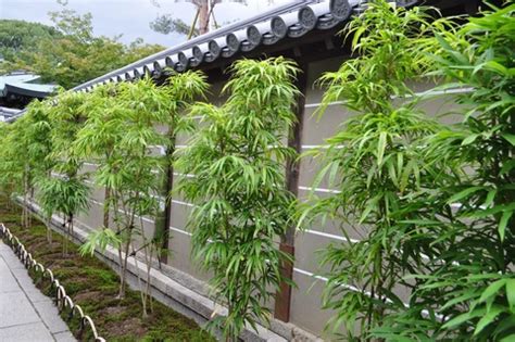 Bamboo Varieties in Containers