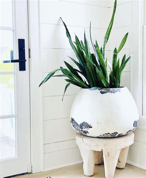 How Can Animal Planters Enhance Your Home Decor?