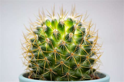 Choosing the Right Pot for Your Cactus: Size, Material, and Style Considerations