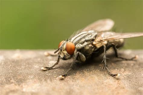 Effective Strategies for Eliminating Flies from Your Home