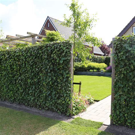 Enhance Your Outdoor Space with Artificial Ivy Leaf Screening