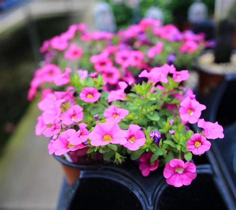 Exploring the World of Indoor and Outdoor Plant Care: Tips, Varieties, and Benefits