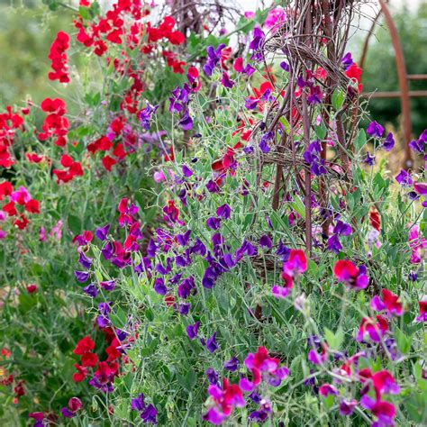 Guide to Growing Sweet Peas: Tips and Techniques for a Flourishing Garden