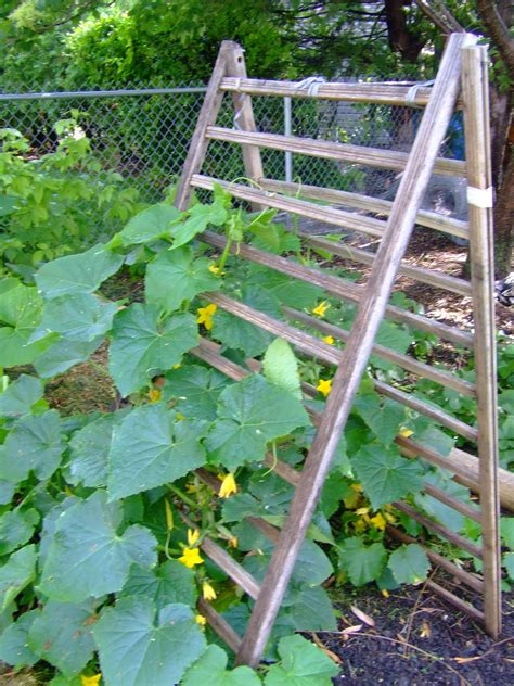 How Can an A-Frame Structure Enhance Your Garden’s Climbing Plants?