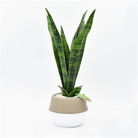 How to Enhance Your Home with Artificial Indoor Plants and Trees?