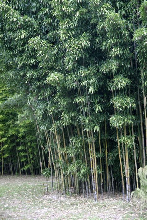 How to Grow and Care for Bamboo in Containers and Gardens