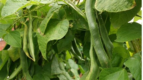 How to Grow Runner Beans Successfully?