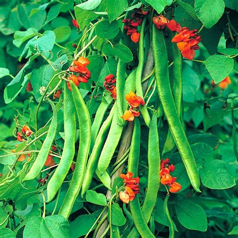 How to Support Climbing Beans: Tips and Tools for a Bountiful Harvest