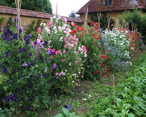 Maximizing Sweet Pea Growth: Effective Trellising and Care Techniques