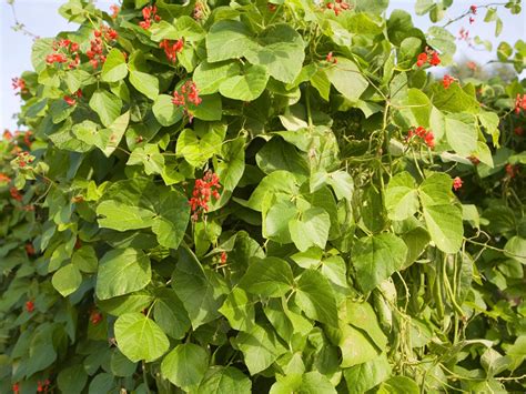 Supporting Runner Beans: Best Practices for Optimal Growth