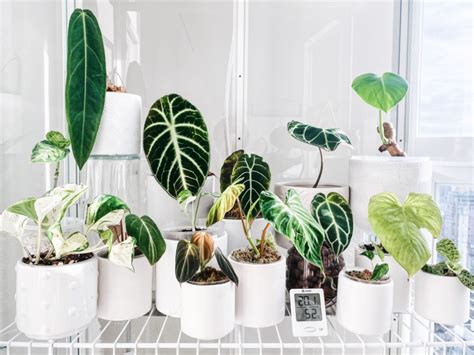 Transform Your Space with Stylish Plant Stands and Greenhouse Cabinets