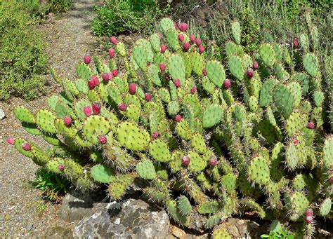 Understanding the Care and Blooming of Small Cactus Plants