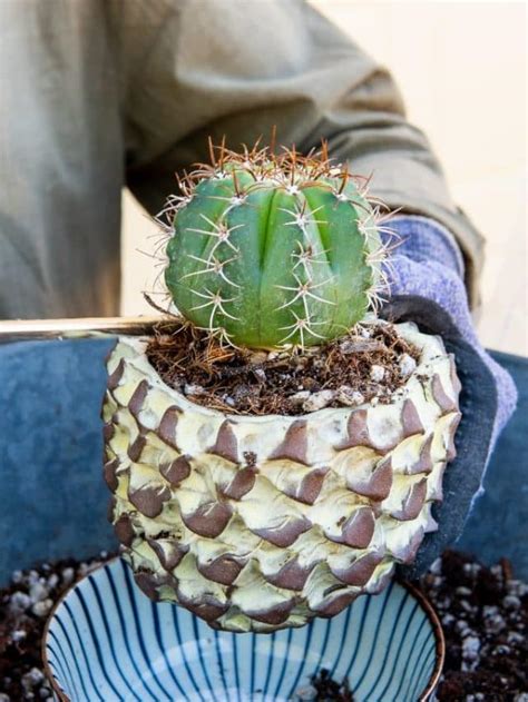 How to Choose the Right Pot and Care for Your Cactus