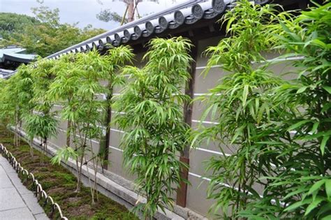 How to Grow and Store Bamboo Varieties in Containers